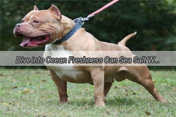 Dive into Ocean Freshness Can Sea Salt Water Be a Dogs Ears Cleanser